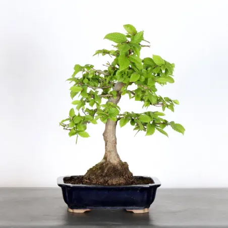 Bonsai Charms CH-2-7