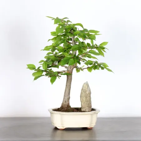 image supplémentaire - HORNBEAM "CARPINUS" 1-5