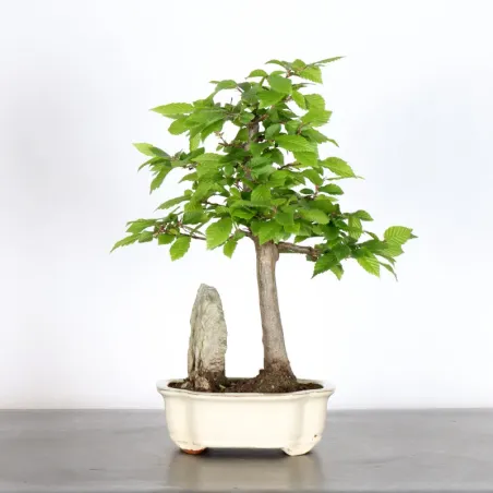 Bonsai Charmes 1-5