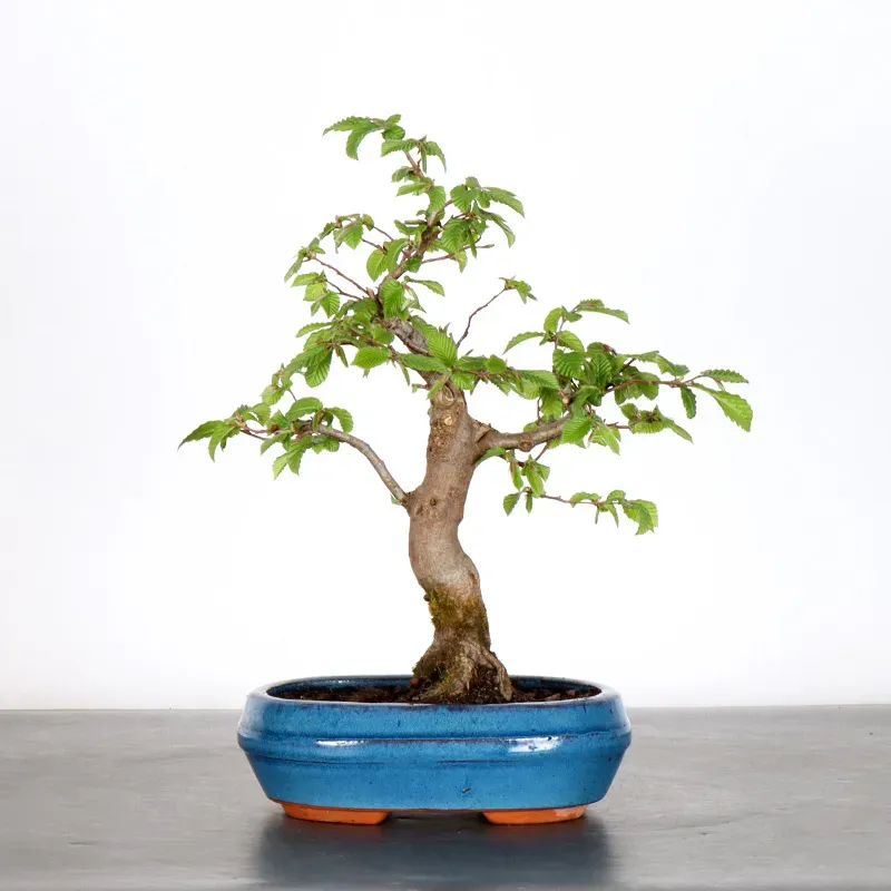 Bonsai Charmes CH-1-11