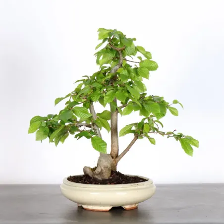 CHARME "Carpinus" 1-18