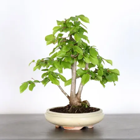 image supplémentaire - CHARME "Carpinus" 1-18
