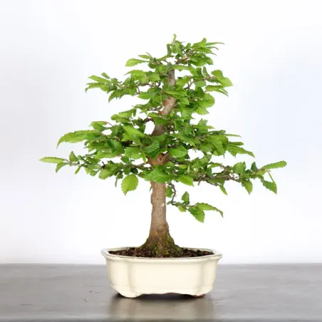 image supplémentaire - HORNBEAM "CARPINUS" 2-12
