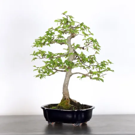 image supplémentaire - HORNBEAM "CARPINUS" 2-20