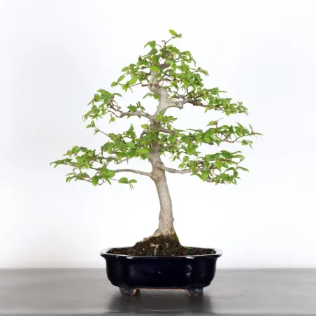 HORNBEAM "CARPINUS" 2-20