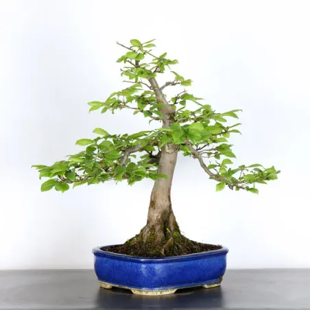 image supplémentaire - CHARME "Carpinus" 2-14