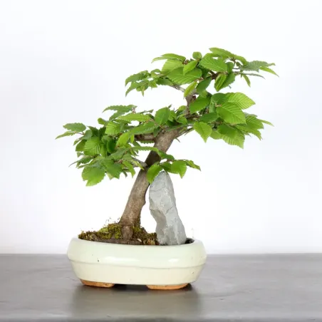 image supplémentaire - HORNBEAM "CARPINUS" WITH...
