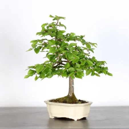 image supplémentaire - CHARME "Carpinus" 2-5