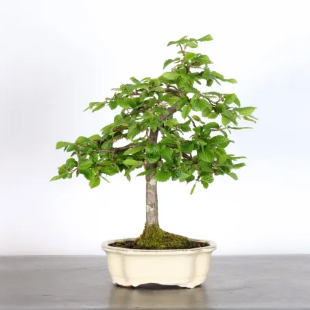 Bonsai Charmes CH-2-5