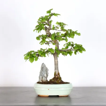 Bonsai Charms CH-1-1