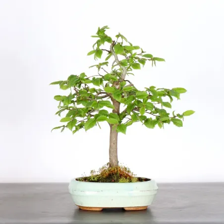 Bonsai Charmes 2-1
