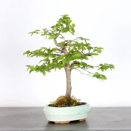 image supplémentaire - CHARME "Carpinus" 2-1