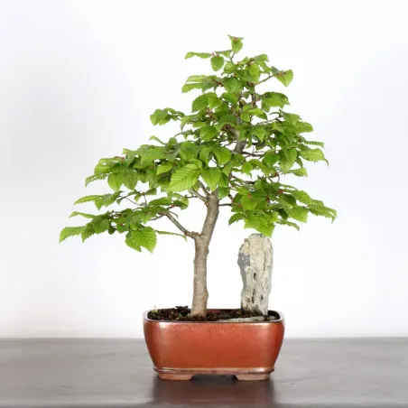 CHARME AVEC ROCHE "Carpinus" 2-24