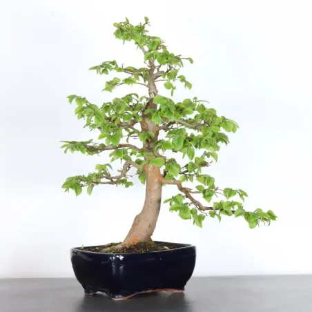 image supplémentaire - CHARME "Carpinus" 5-7
