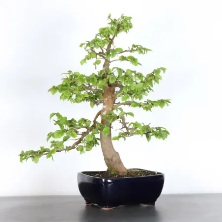 CHARME "Carpinus" 5-7