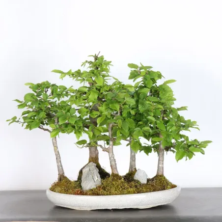 image supplémentaire - CHARME FORET "Carpinus" 1-3