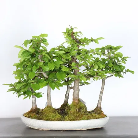 Bonsai Charmes Forêt CHF-1-3