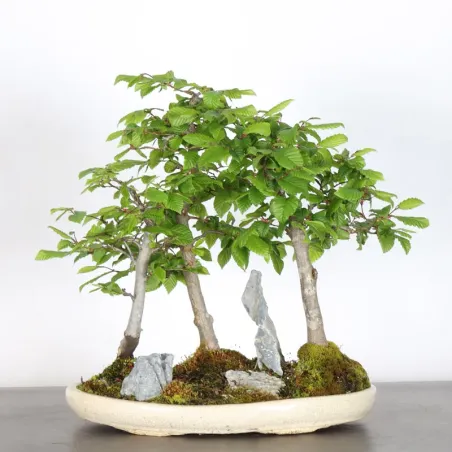 HORNBEAM FOREST "CARPINUS" 1-12