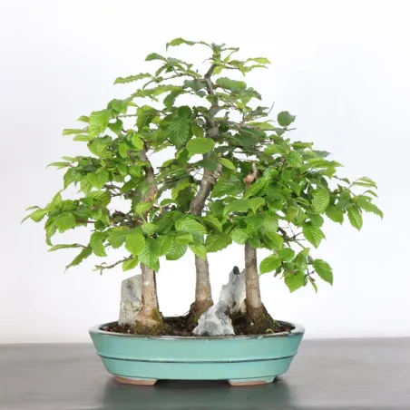 Bonsai Charmes Forêt CHF 1-7