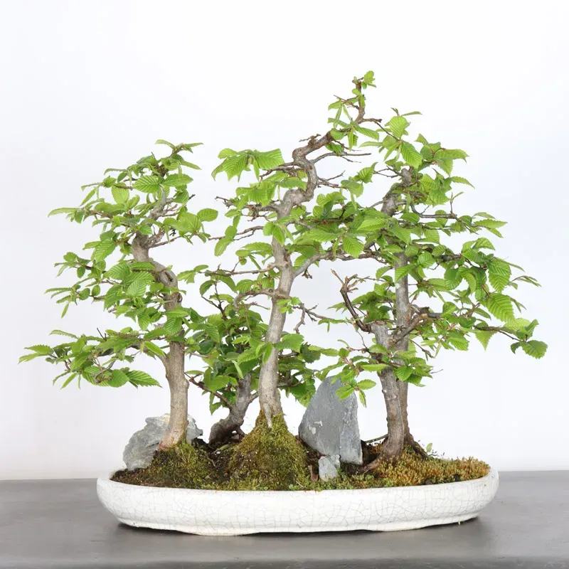 HORNBEAM FOREST "CARPINUS" 1-6