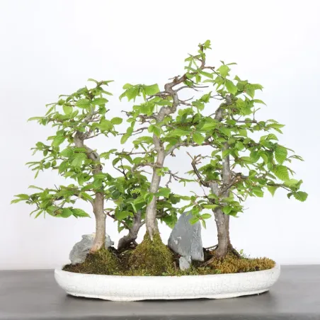 Bonsai Charmes Forêt CHF-1-6