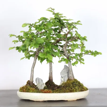 Bonsai Charmes Forêt CHF-1-9