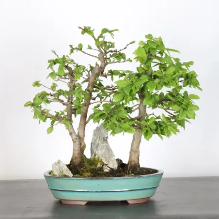 Bonsai Charmes Forêt CHF-1-2