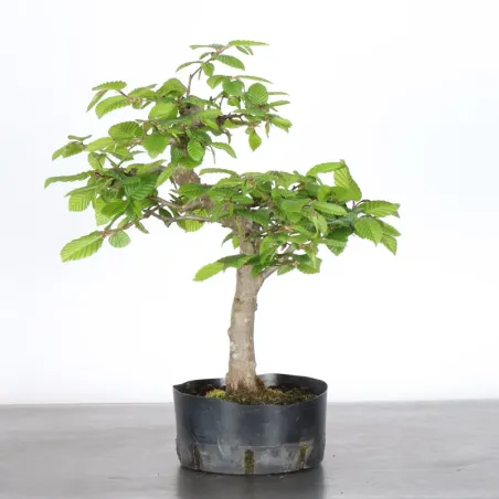 PREBONSAI HORNBEAM "CARPINUS" N°8