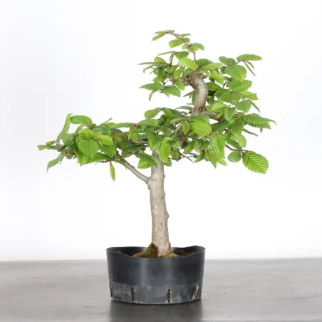 image supplémentaire - PREBONSAI HORNBEAM...