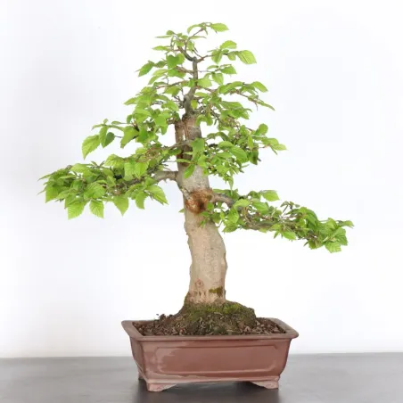 image supplémentaire - CHARME "Carpinus" 5-6