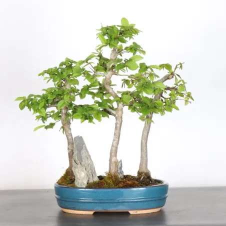 HORNBEAM FOREST "CARPINUS" 1-1