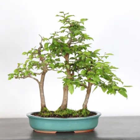 HORNBEAM "CARPINUS" 2-21 (cracked pot)