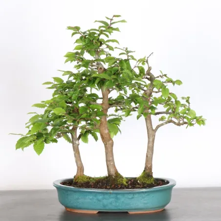 image supplémentaire - CHARME "Carpinus" 2-21 (pot...