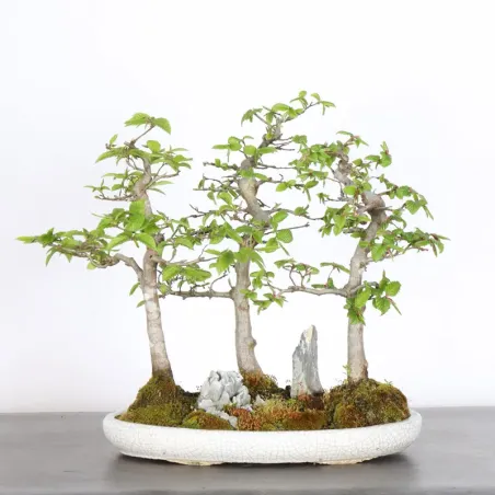 CHARME FORÊT "Carpinus" 1-17