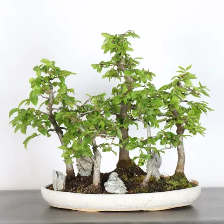 HORNBEAM FOREST "CARPINUS" 1-20