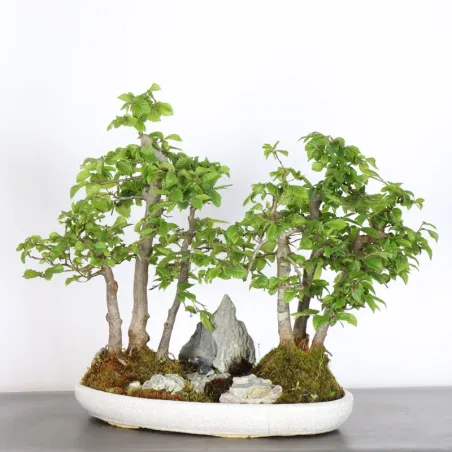 HORNBEAM FOREST "CARPINUS" 1-18