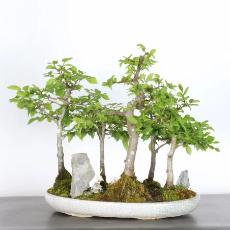 HORNBEAM FOREST "CARPINUS" 1-15