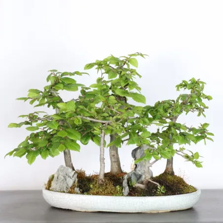CHARME FORÊT "Carpinus" 1-19