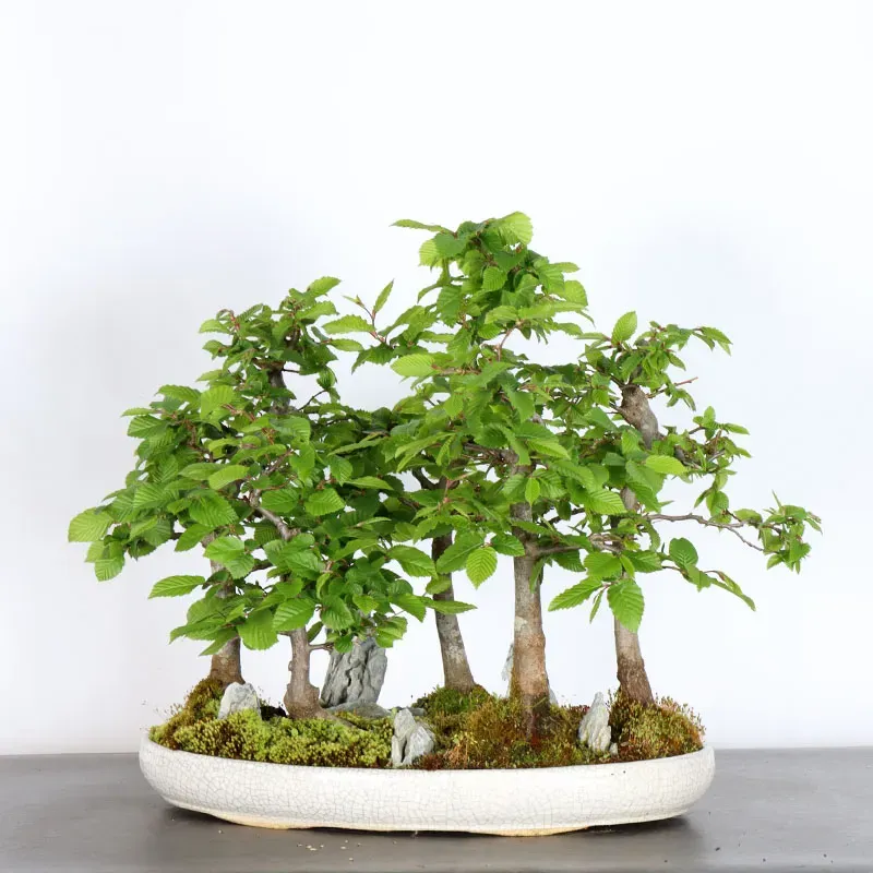 image supplémentaire - HORNBEAM FOREST "CARPINUS"...