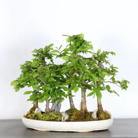 image supplémentaire - HORNBEAM FOREST "CARPINUS"...