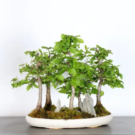HORNBEAM FOREST "CARPINUS" 1-16