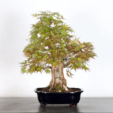 ERABLE DU JAPON "ACER PALMATUM" 1-22 (Pot ébréché)