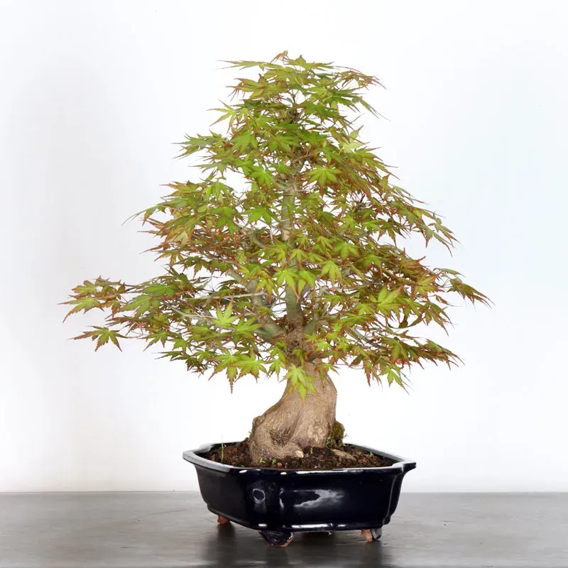 image supplémentaire - ERABLE DU JAPON "ACER...