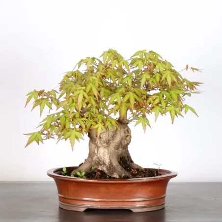 ERABLE DU JAPON "ACER PALMATUM" 5-8