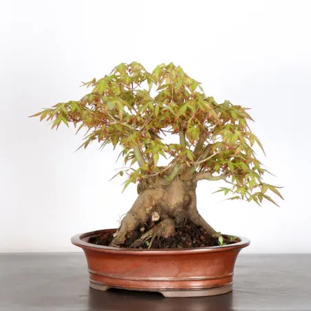 image supplémentaire - JAPANESE MAPLE "ACER...