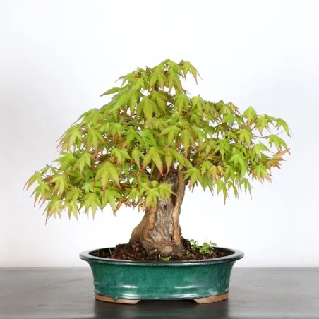 JAPANESE MAPLE "ACER PALMATUM" 5-14