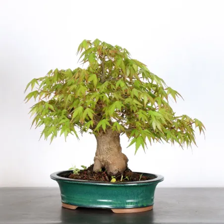 image supplémentaire - JAPANESE MAPLE "ACER...