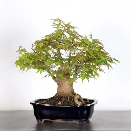 image supplémentaire - ERABLE DU JAPON "ACER...