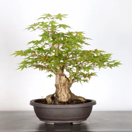 JAPANESE MAPLE "ACER PALMATUM" 2-19