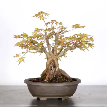 JAPANESE MAPLE "ACER PALMATUM" 3-6